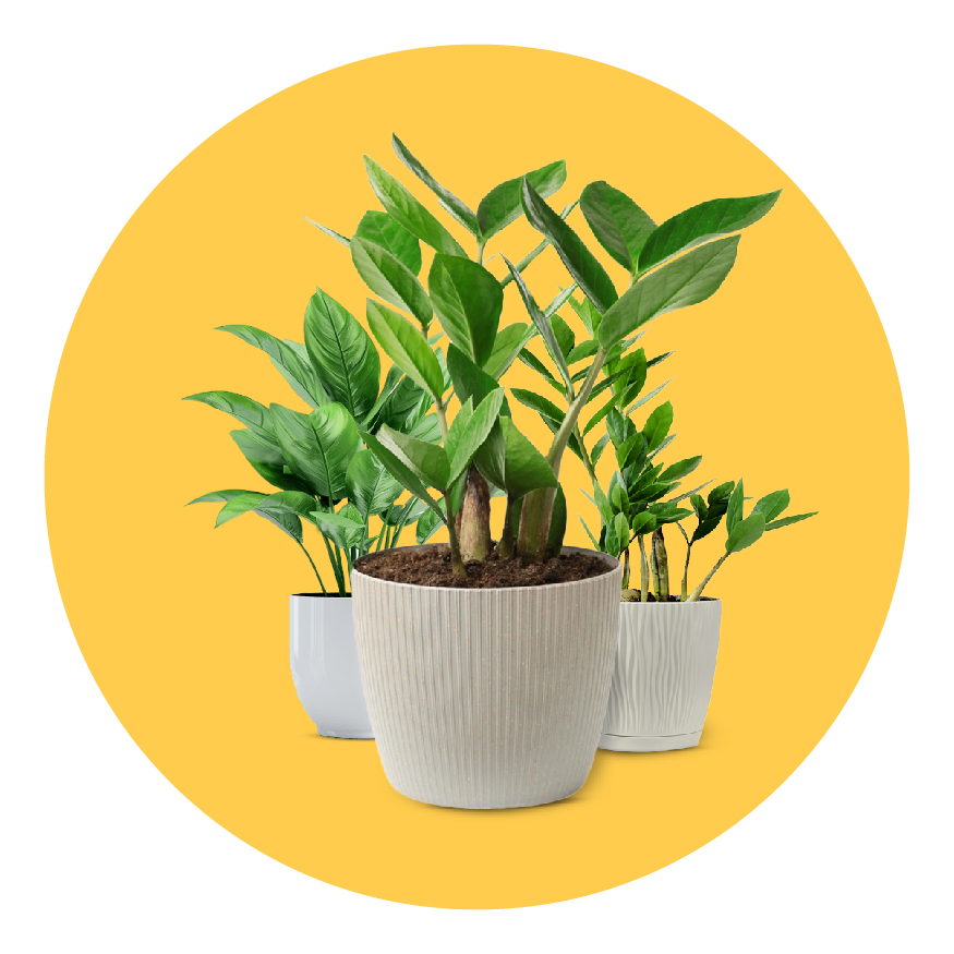 Plants