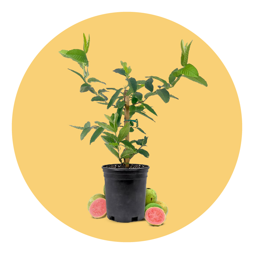 Fruit Plants