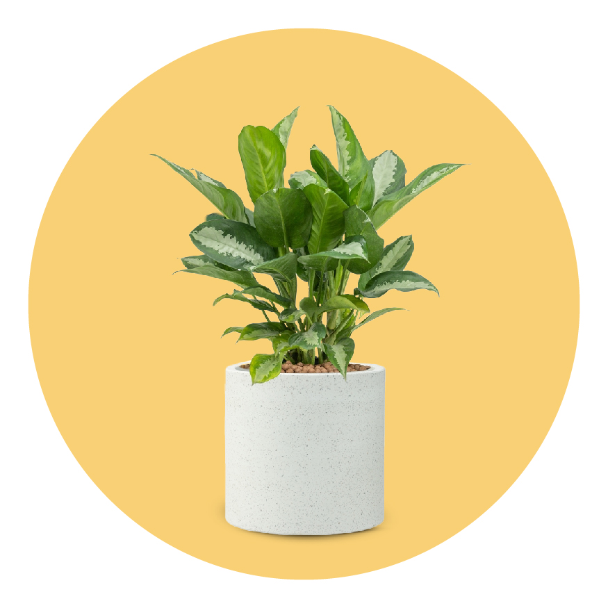 Outdoor Plants